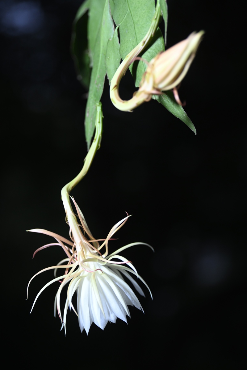 孤独无际，刹那芳华昙花一现，曙光已起